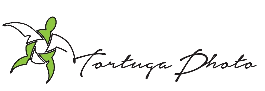 logotortuga